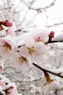Tuyết Trên Cành Lê Hoa